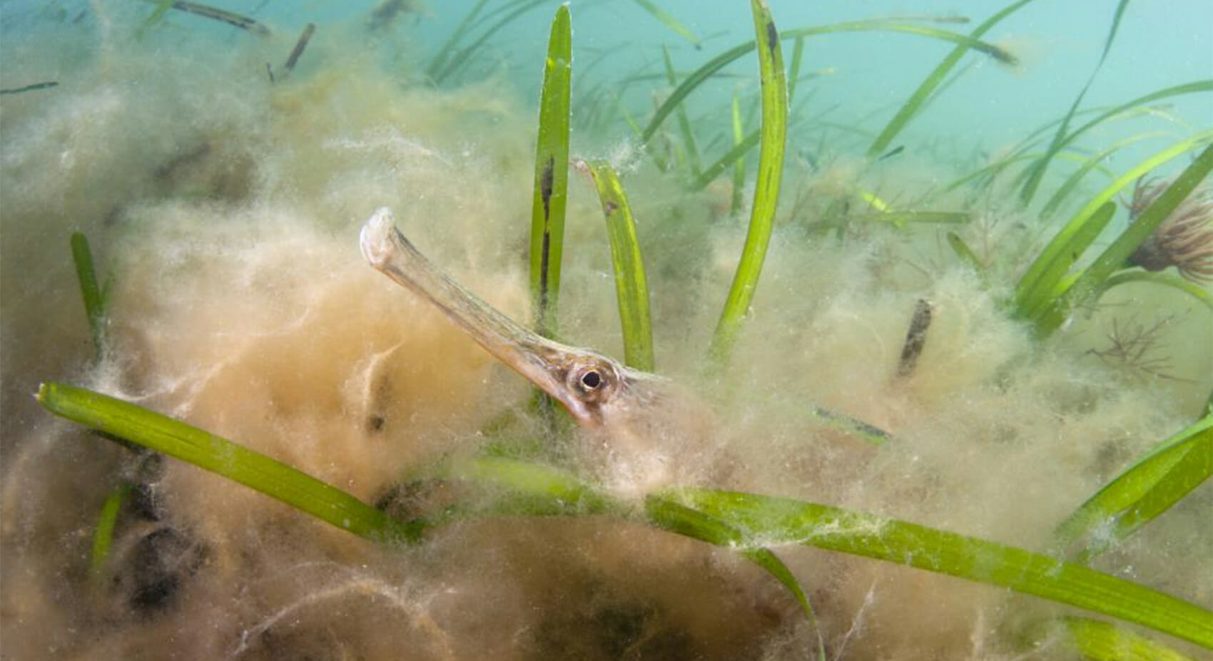 WWF Seagrass Project